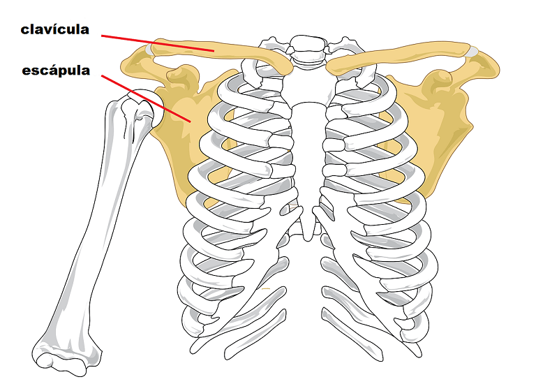 Articulaciones- cintura escapular